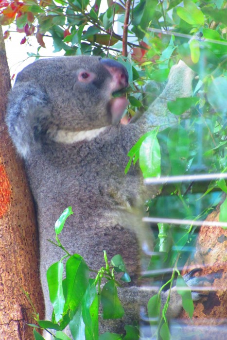Taipei Zoo