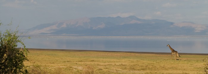 "Giraffe Manyara" by Fanny Schertzer - Own work. Licensed under CC BY 2.5 via Wikimedia Commons