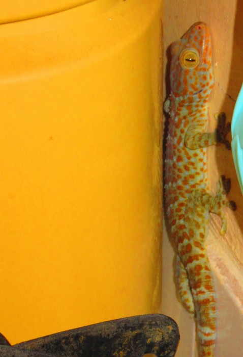 gecko