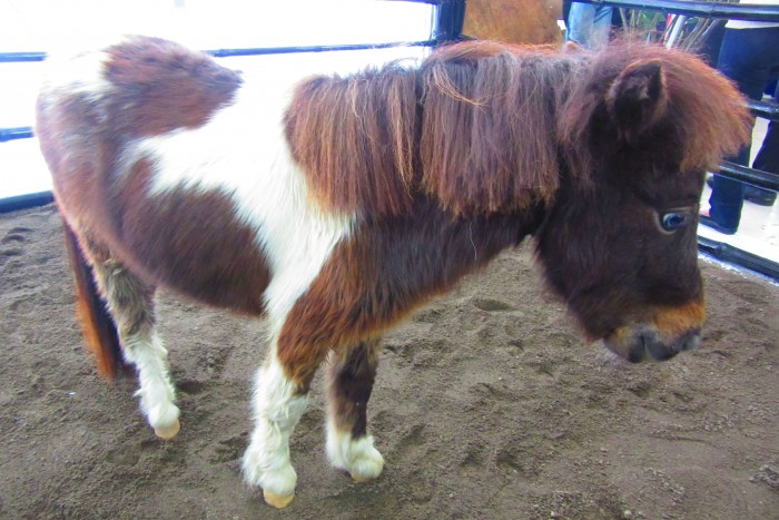 miniature horse