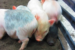 piglets