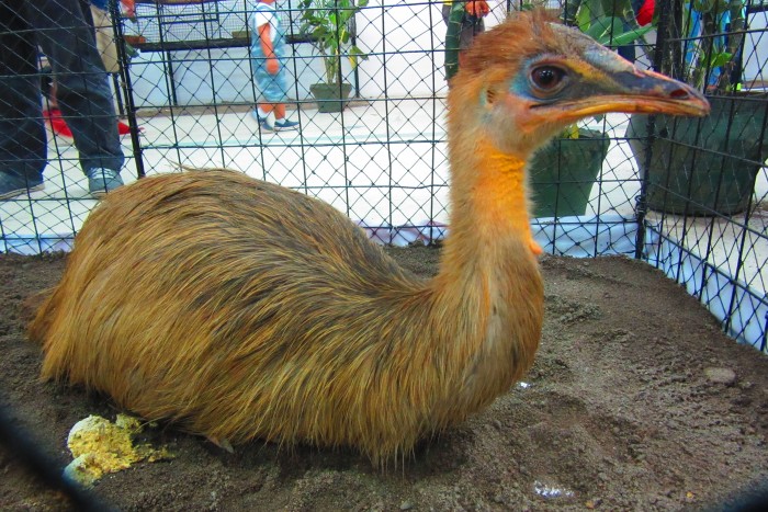 Zoofari