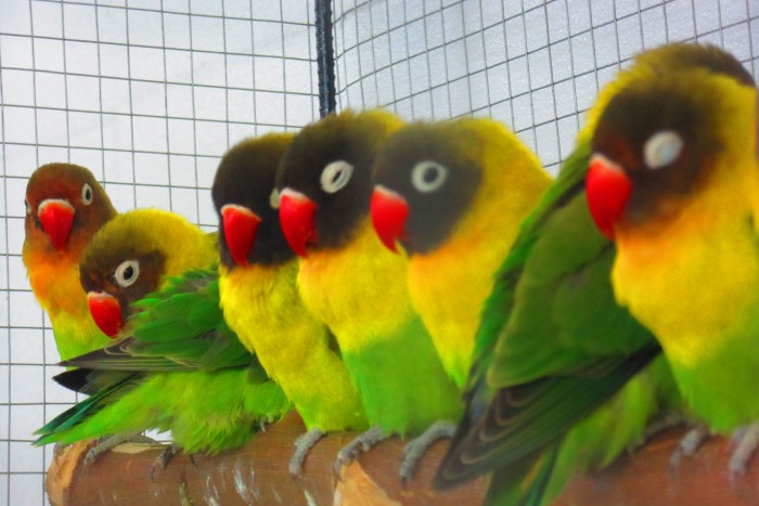 birds