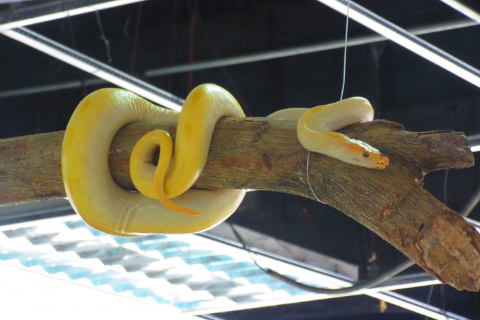 albino snake