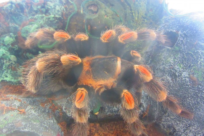 tarantula