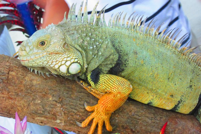 iguana