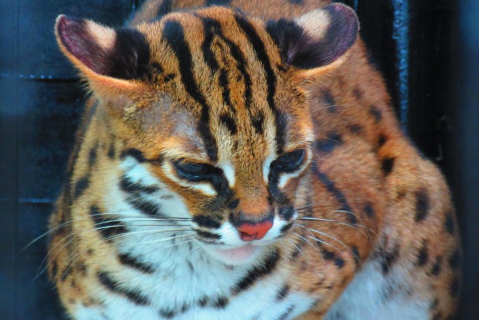 leopard cat