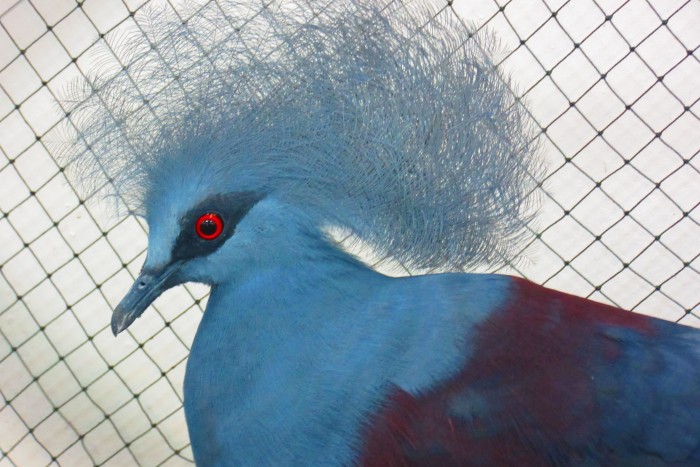 Victoria crowned pigeon