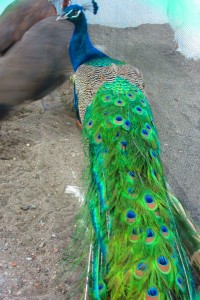 peacock