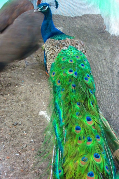 peacock