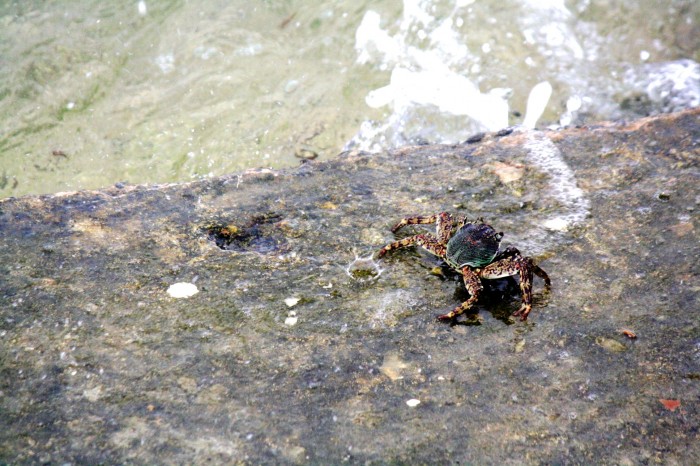 Crablet