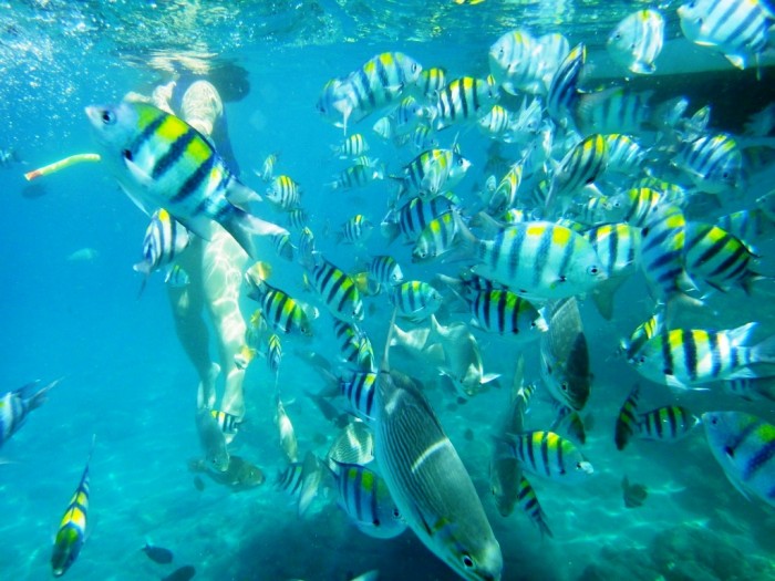Dive and Trek