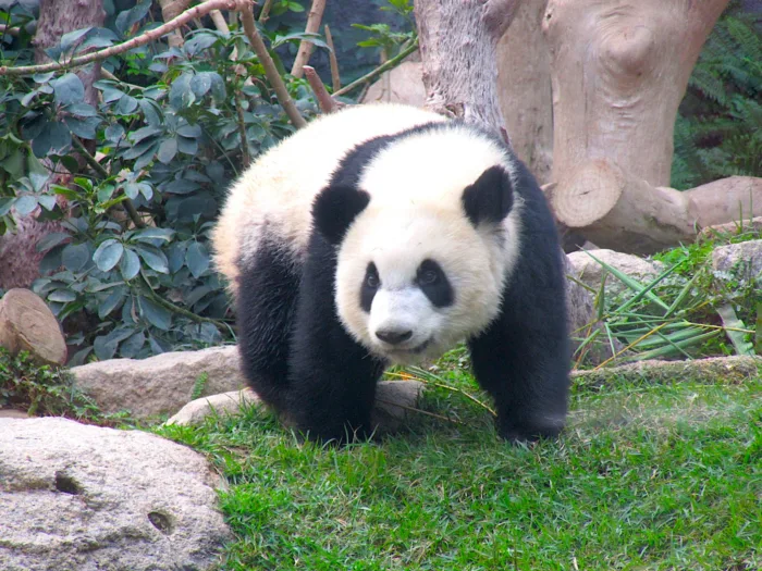fave animal panda