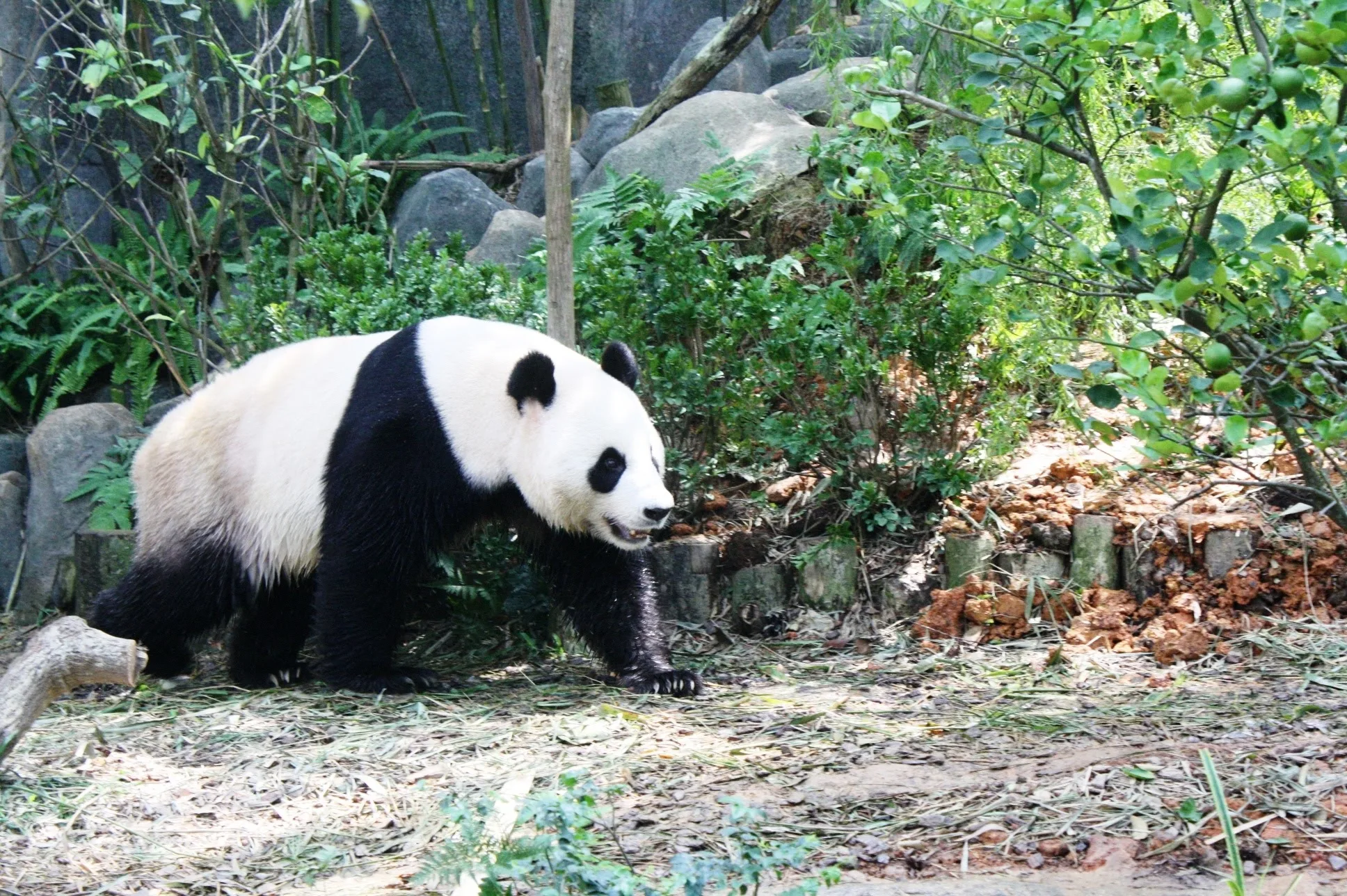 Fave animal panda