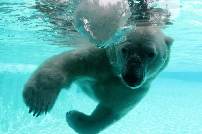 Polar bear