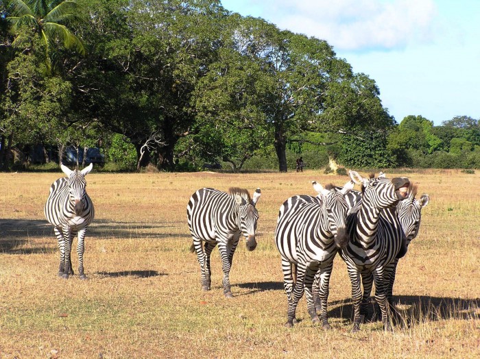 Zebra