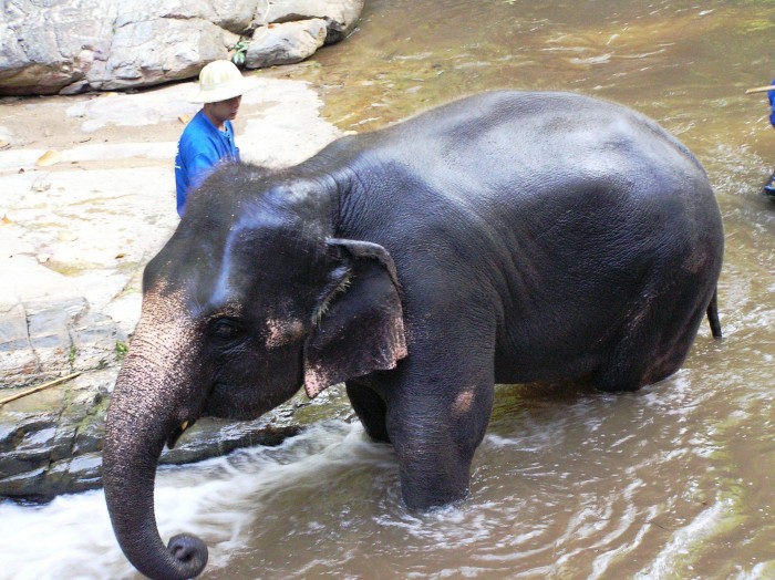 Elephant