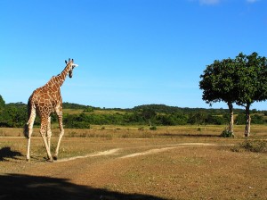 Giraffe