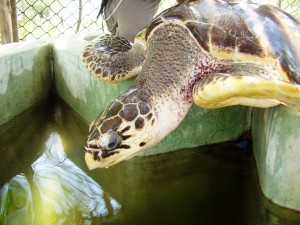 Tortoise