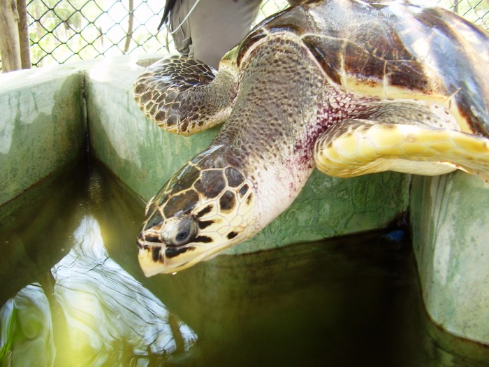 Tortoise
