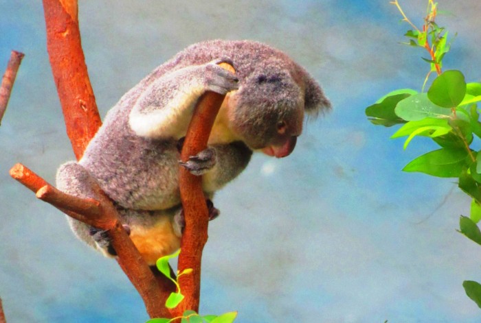 Koala
