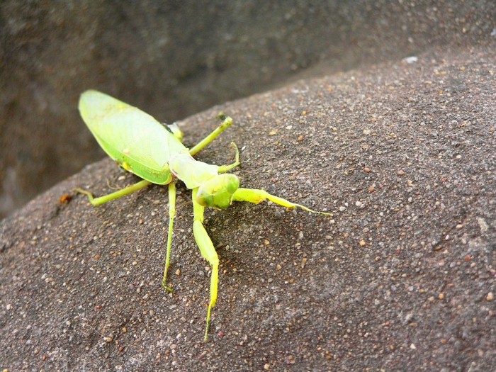 Grasshopper
