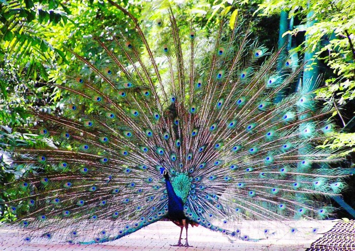 Peacock