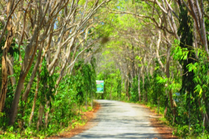 Salagdoong Forest