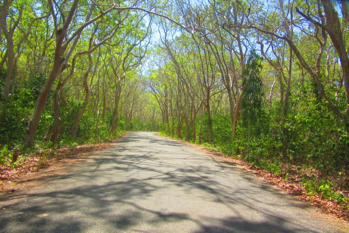 Salagdoong Forest