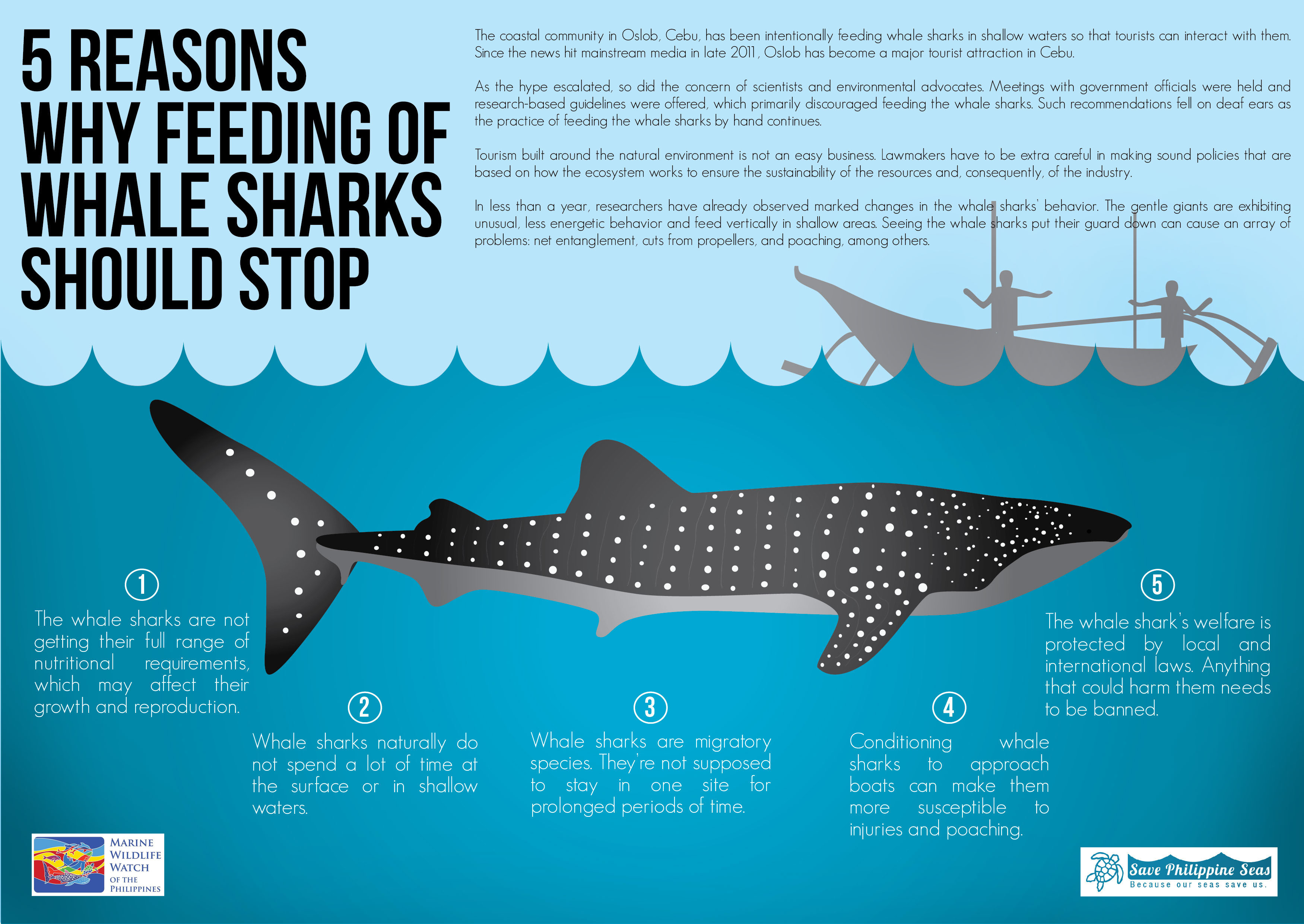 Oslob whale shark
