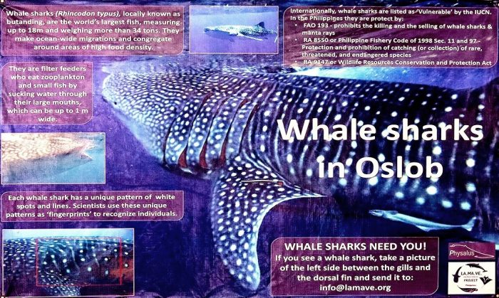 Oslob whale shark