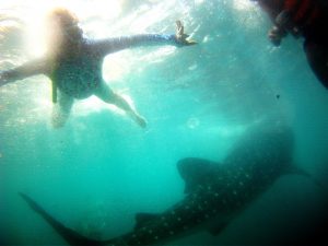 Oslob whale shark