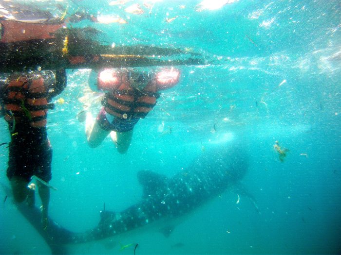 Oslob whale shark