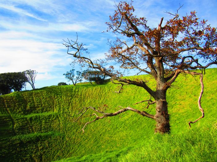 Mount Eden