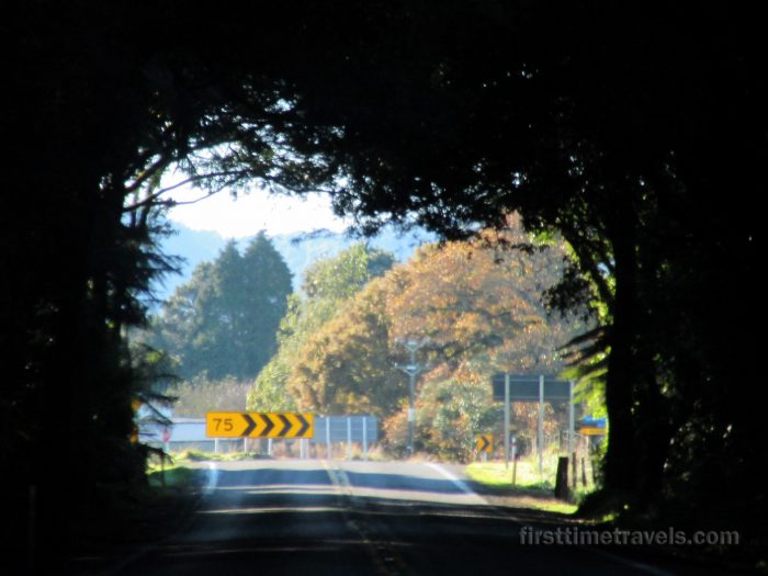 Tree tunnel