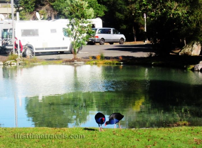 Pukeko
