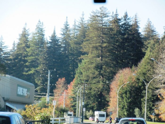 Redwoods