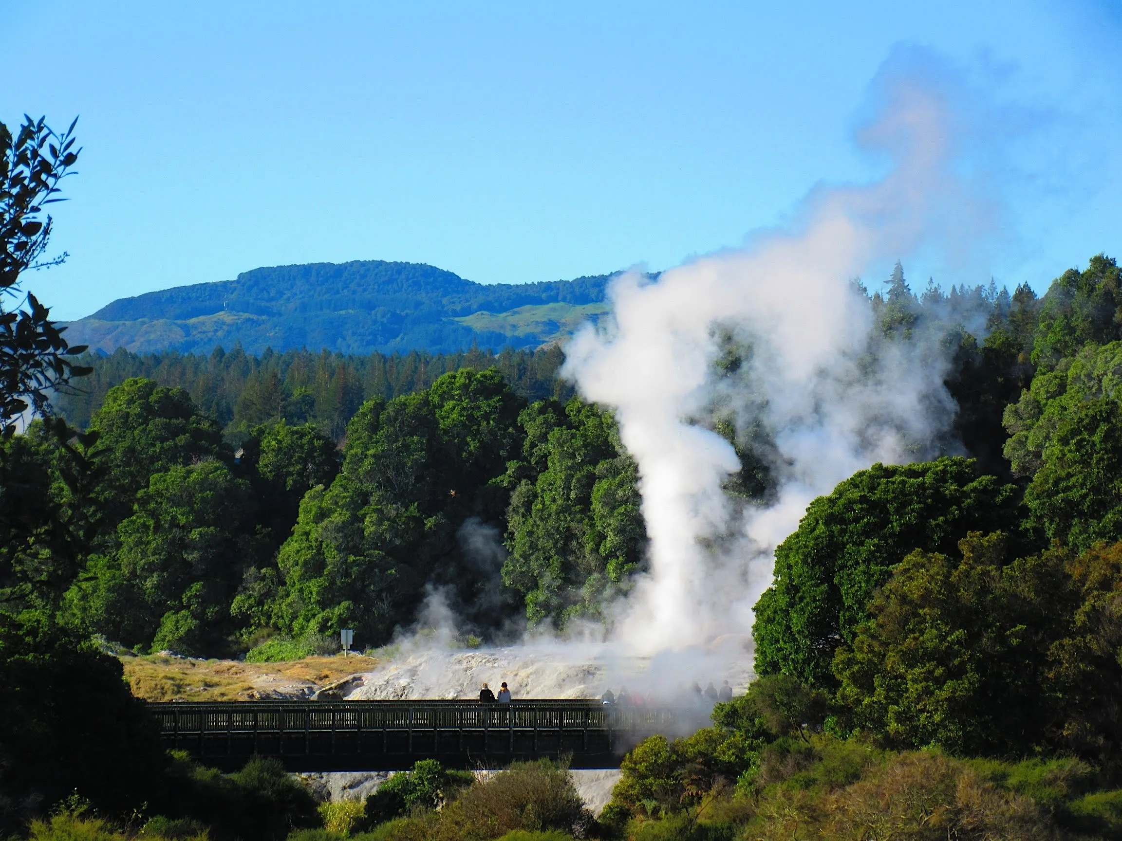 Geyser Watching at Te Puia, Rotorua: A Day Spent Well