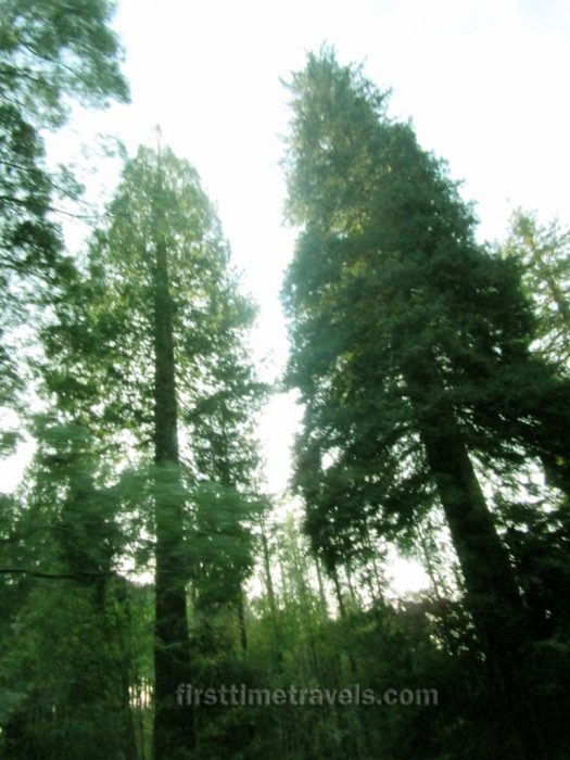 Redwoods