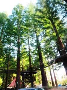 Redwoods Treewalk