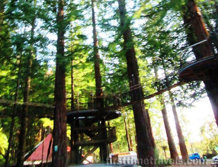Redwoods
