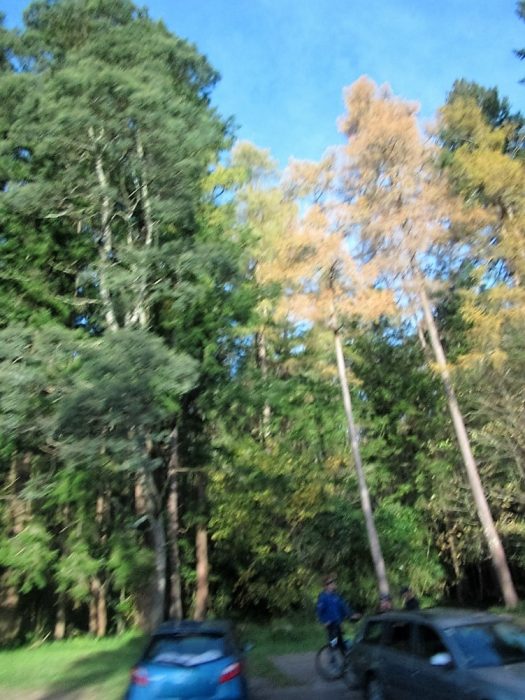 Redwoods