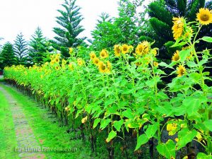 May's Organic Garden
