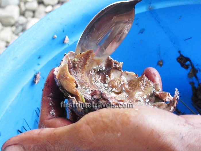 Sea Urchin