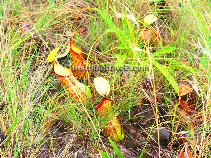 pitcher plant
