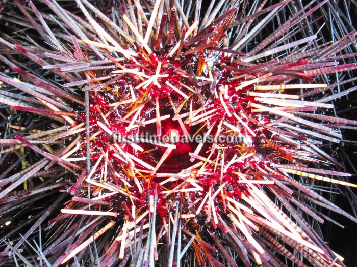 sea urchin