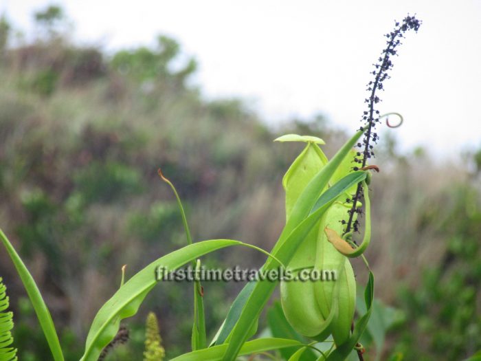 pitcher plant