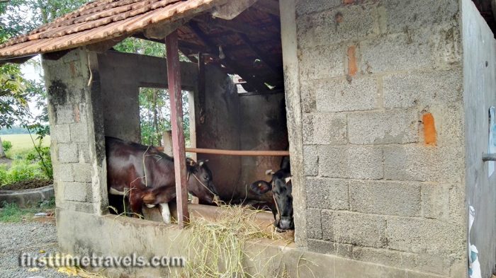 Kumarakom Village Kerala Blog Express
