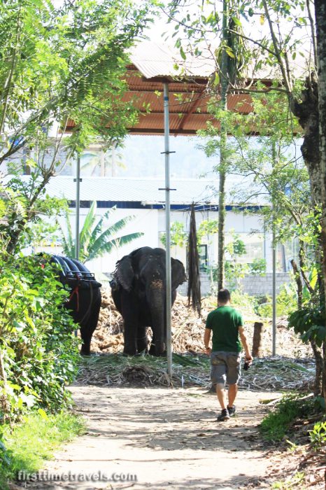 Elephants in Kumily