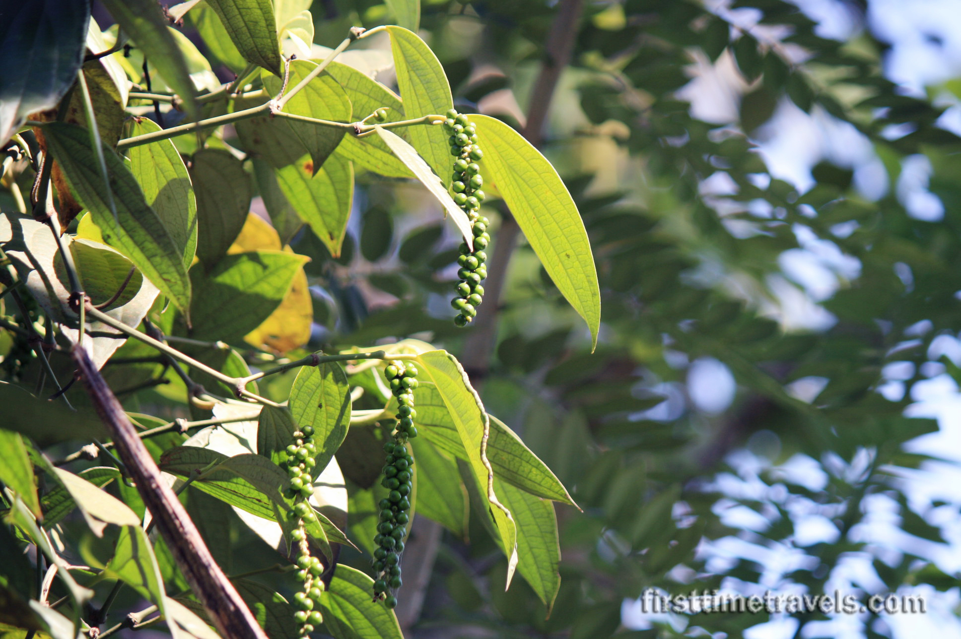 Kumily spice plantation